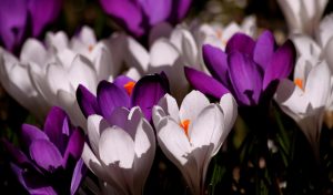 crocus-flower-spring-purple-60120-large_source-pixabay-dot-com